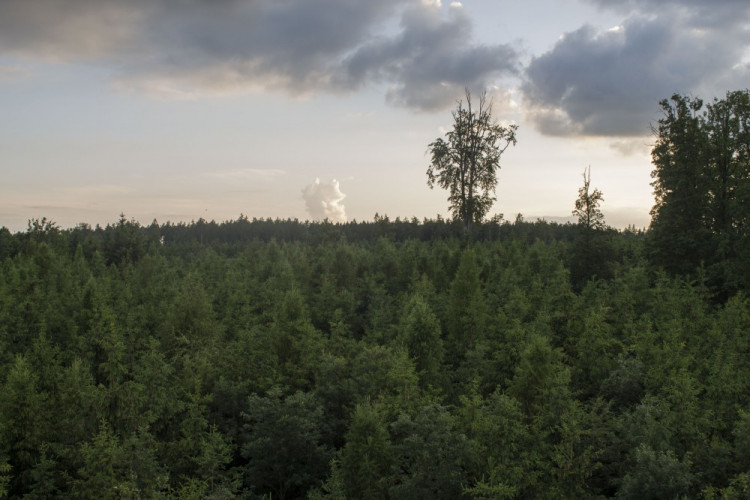 Let balónem aneb vzhůru do oblak a korun stromů