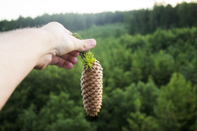 Let balónem aneb vzhůru do oblak a korun stromů