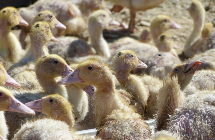 Husí farma v Rohozné na Jihlavsku