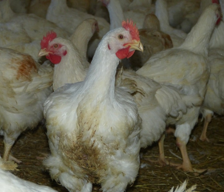 Husí farma v Rohozné na Jihlavsku