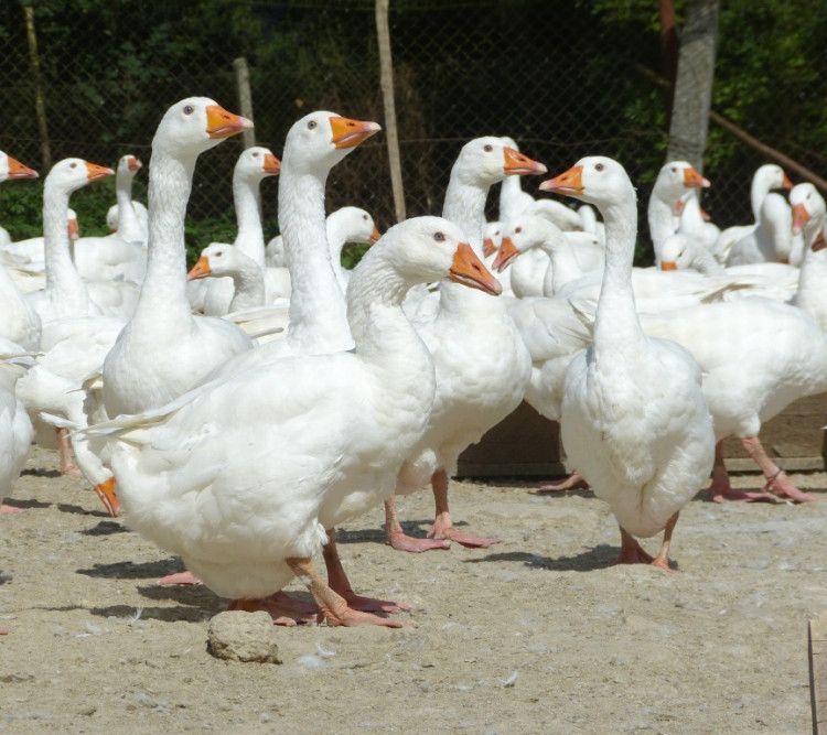 Husí farma v Rohozné na Jihlavsku