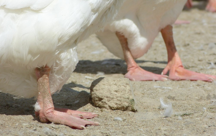 Husí farma v Rohozné na Jihlavsku