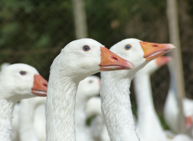 Husí farma v Rohozné na Jihlavsku