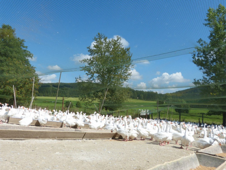 Husí farma v Rohozné na Jihlavsku