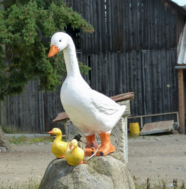 Husí farma v Rohozné na Jihlavsku