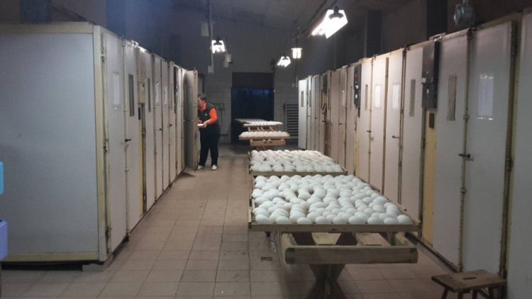 Husí farma v Rohozné na Jihlavsku