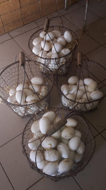 Husí farma v Rohozné na Jihlavsku