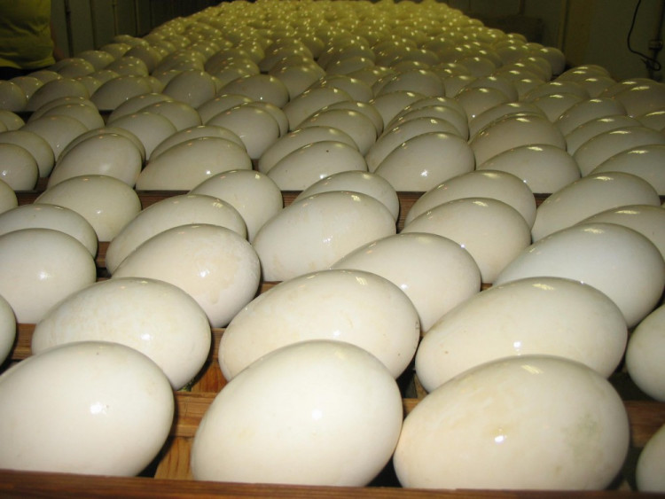 Husí farma v Rohozné na Jihlavsku