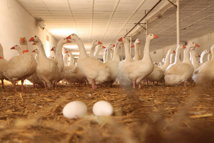 Husí farma v Rohozné na Jihlavsku