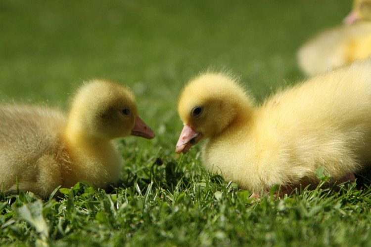 Husí farma v Rohozné na Jihlavsku