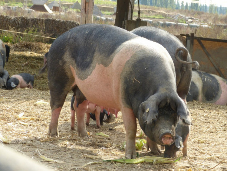 Biozemědělský den v Sasově