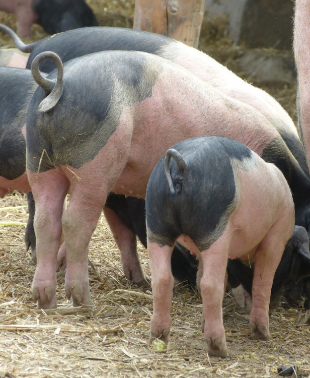 Biozemědělský den v Sasově