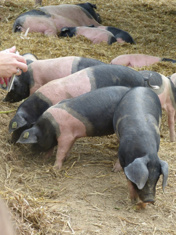 Biozemědělský den v Sasově