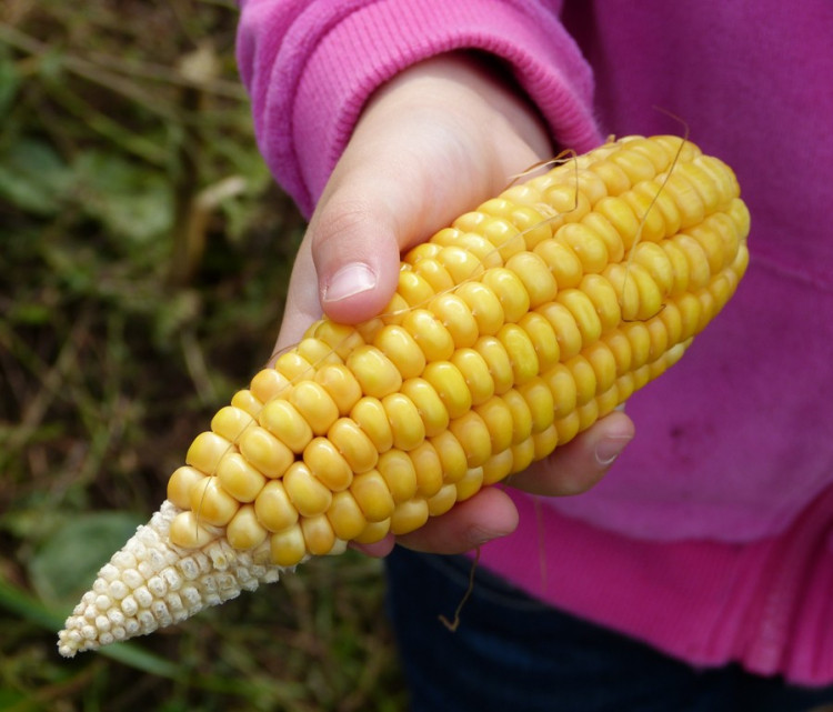 Biozemědělský den v Sasově