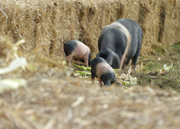 Biozemědělský den v Sasově