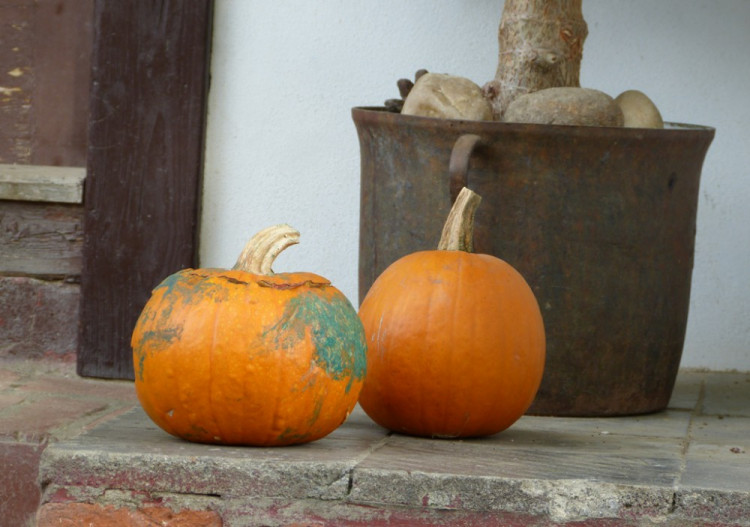 Dýňový svět 2016