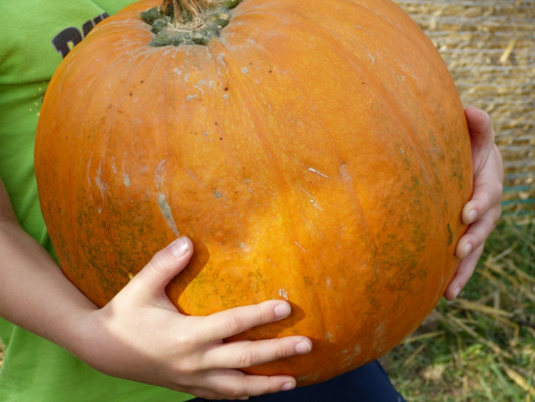 Dýňový svět 2016