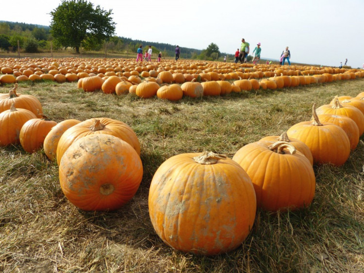 Dýňový svět 2016