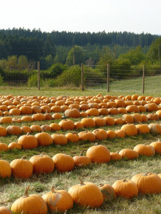 Dýňový svět 2016