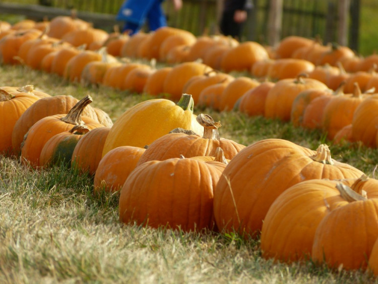 Dýňový svět 2016