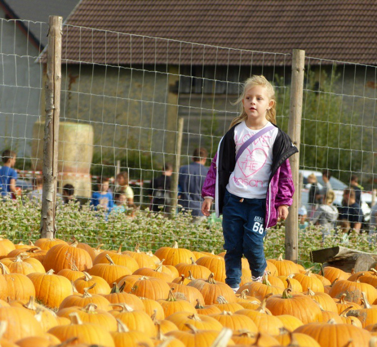 Dýňový svět 2016