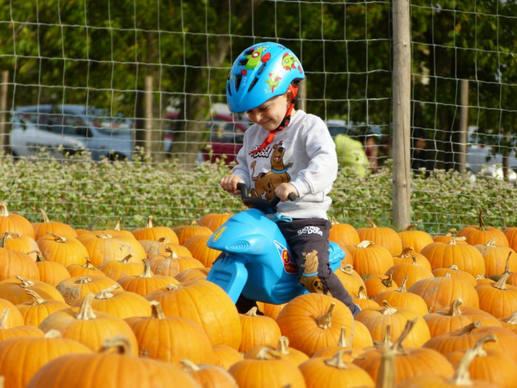 Dýňový svět 2016