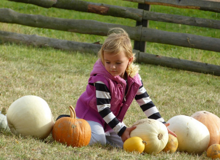 Dýňový svět 2016