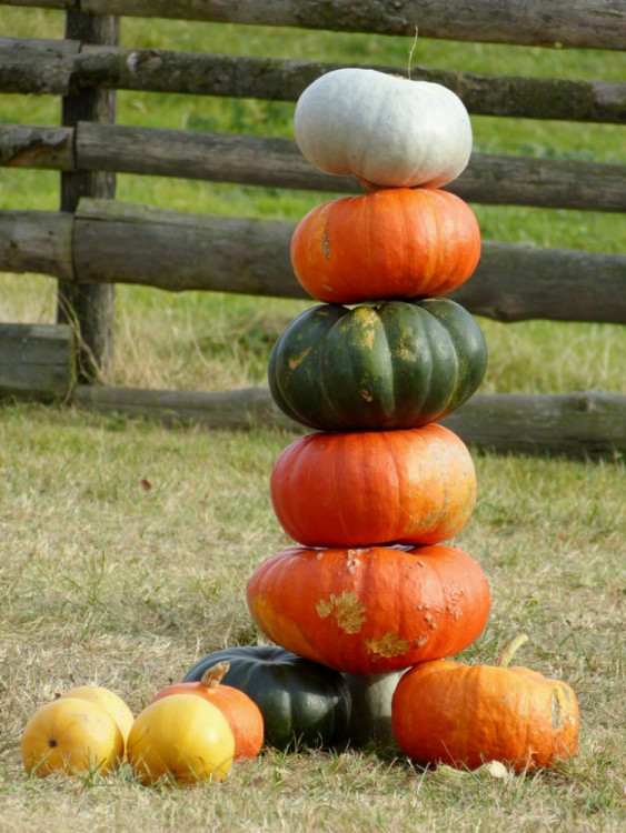 Dýňový svět 2016