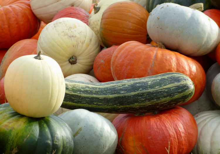 Dýňový svět 2016