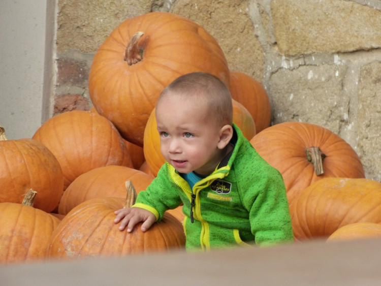 Dýňový svět 2016