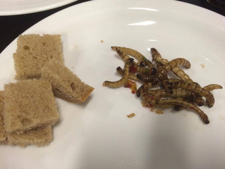 Ochutnávka hmyzích specialit