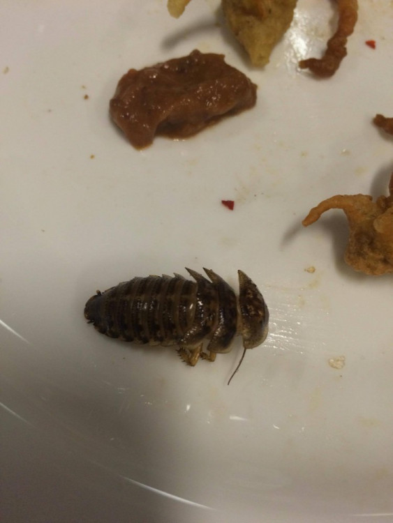 Ochutnávka hmyzích specialit