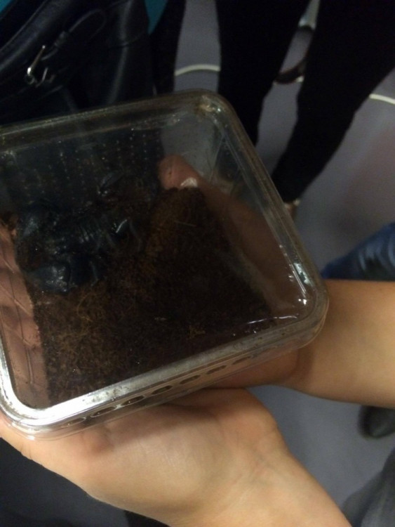 Ochutnávka hmyzích specialit