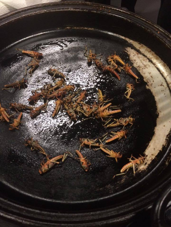 Ochutnávka hmyzích specialit