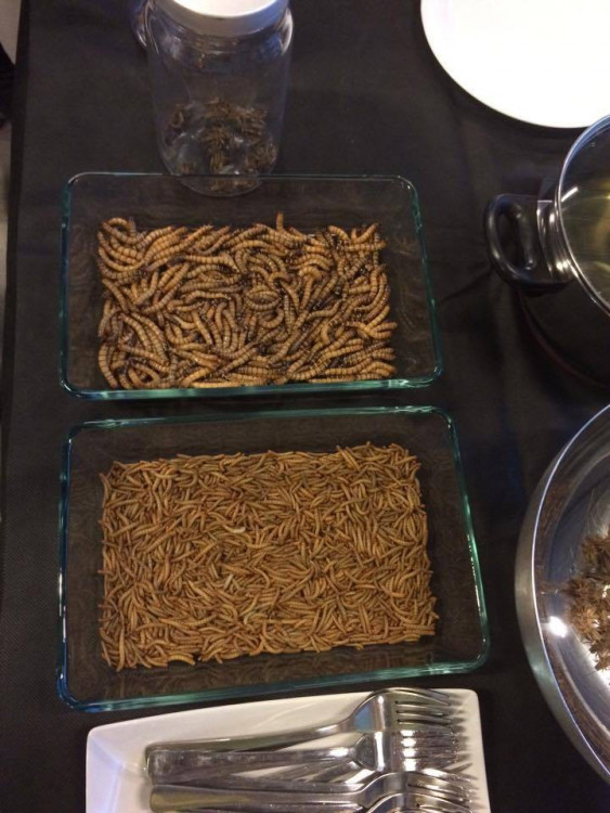 Ochutnávka hmyzích specialit