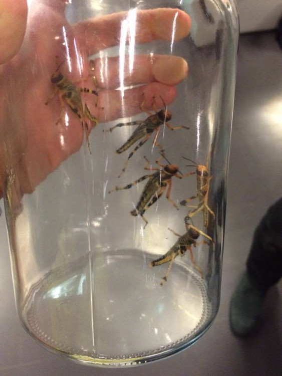 Ochutnávka hmyzích specialit