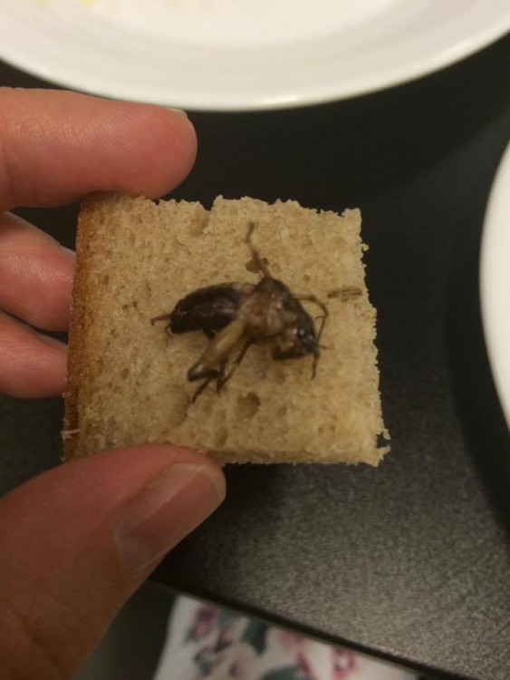 Ochutnávka hmyzích specialit