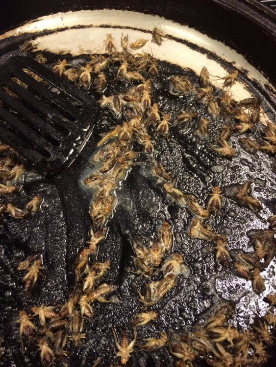 Ochutnávka hmyzích specialit