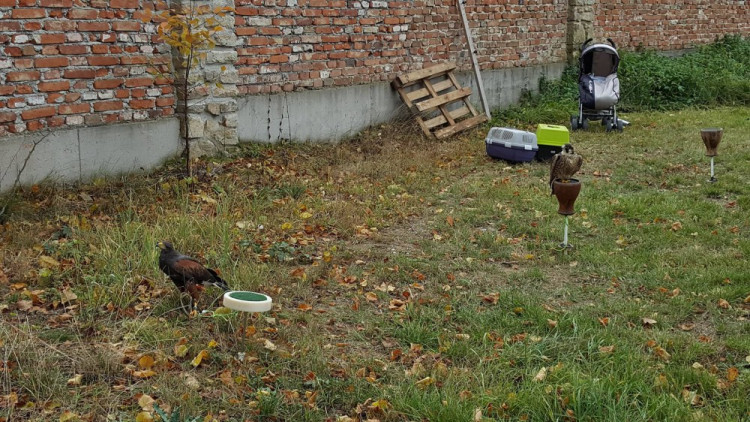 Dýňobraní v Zámecké stáji Plandry