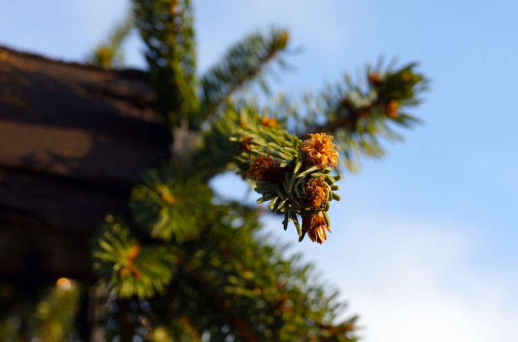 Budějovický advent 2016