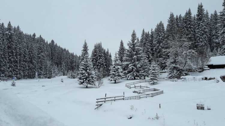 Modrava, autor Tereza Bušková