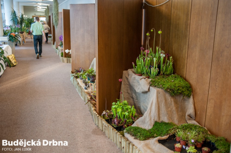 Výstava orchidejí v Metropolu