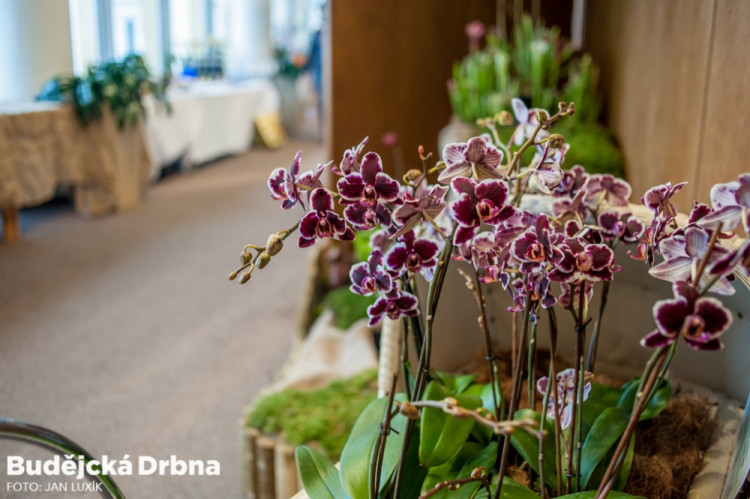 Výstava orchidejí v Metropolu