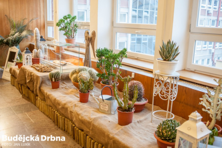 Výstava orchidejí v Metropolu