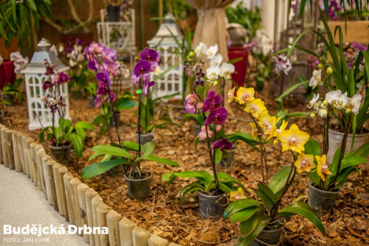 Výstava orchidejí v Metropolu