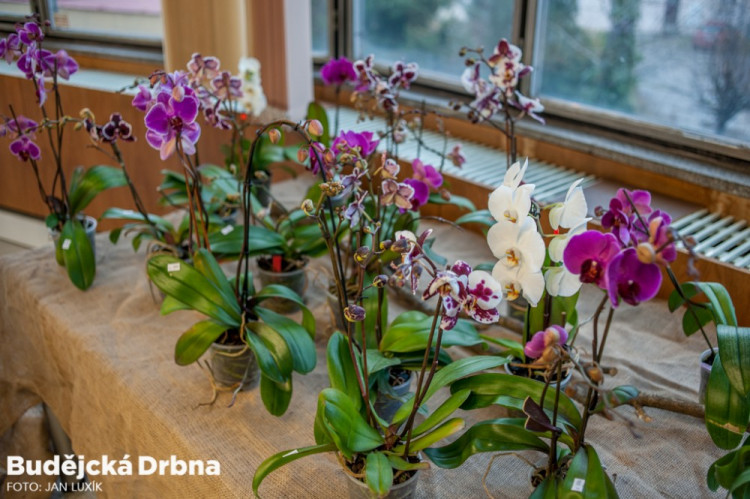 Výstava orchidejí v Metropolu