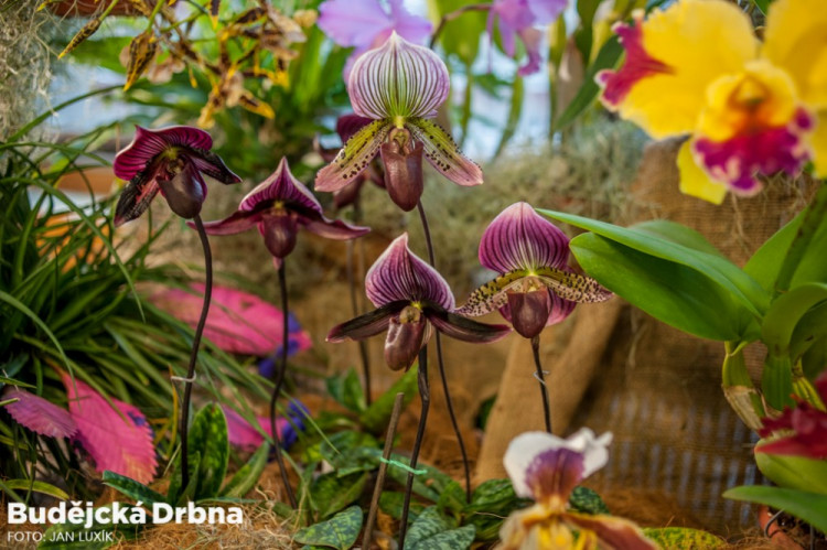 Výstava orchidejí v Metropolu