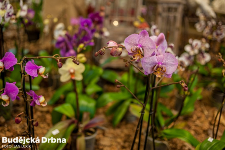 Výstava orchidejí v Metropolu