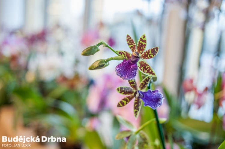 Výstava orchidejí v Metropolu