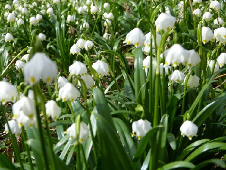 Bleduliště Jechovec u Staré Říše na Jihlavsku